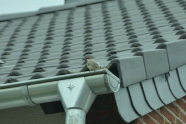 gutters (8)